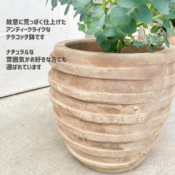 ユーカリ アンティークテラコッタ鉢植え 送料無料 ユーカリの木 鉢植え 観葉植物 ベランダ テラス バルコニー ハーブ 玄関 Yukariboder 観葉植物のパーフェクトグリーン 通販 Yahoo ショッピング
