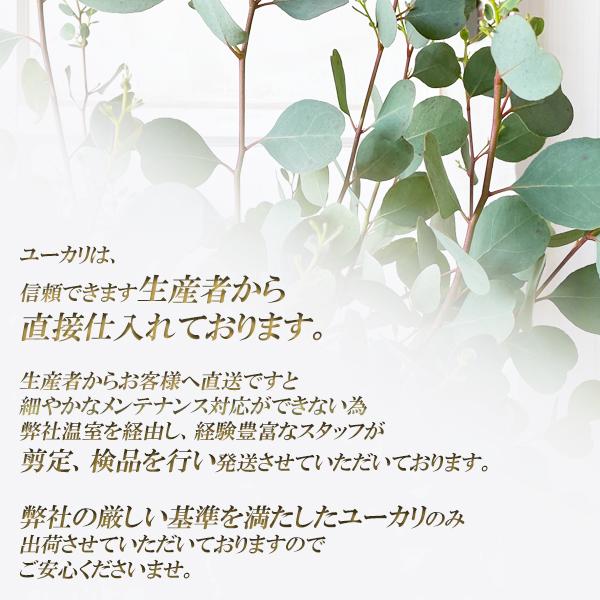 ユーカリ アンティークテラコッタ鉢植え 送料無料 ユーカリの木 鉢植え 観葉植物 ベランダ テラス バルコニー ハーブ 玄関 |  | 09