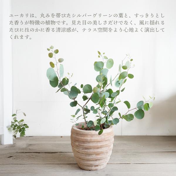 ユーカリ アンティークテラコッタ鉢植え 送料無料 ユーカリの木 鉢植え 観葉植物 ベランダ テラス バルコニー ハーブ 玄関 |  | 03