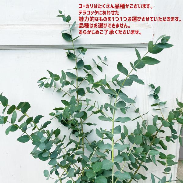 ユーカリ アンティークテラコッタ鉢植え 送料無料 ユーカリの木 鉢植え 観葉植物 ベランダ テラス バルコニー ハーブ 玄関