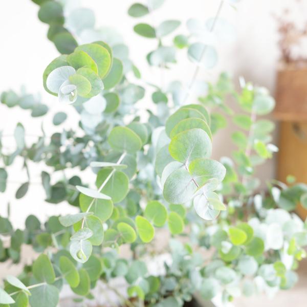 ユーカリ　シルバードロップ　ウサギテラコッタ鉢植え　苗　苗木　ウェルカムツリー ユーカリ シルバードロップ ウサギテラコッタ鉢植え 苗 苗木