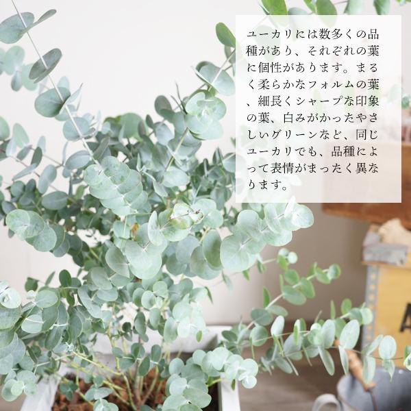 ユーカリ アンティークテラコッタ鉢植え 送料無料 ユーカリの木 鉢植え