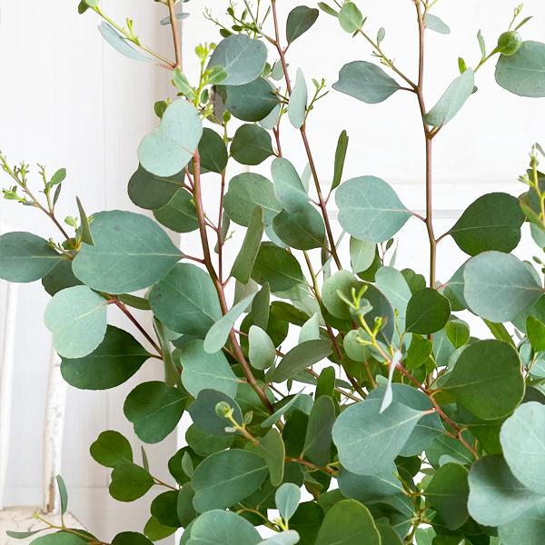 ユーカリ アンティークテラコッタ鉢植え 送料無料 ユーカリの木 鉢植え 観葉植物 ベランダ テラス バルコニー ハーブ 玄関 Yukariboder 観葉植物のパーフェクトグリーン 通販 Yahoo ショッピング
