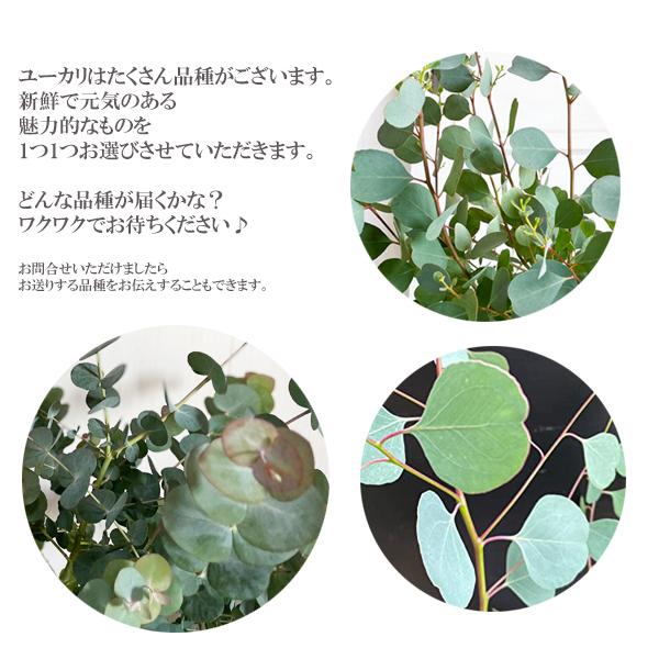 ユーカリ 植物図鑑 水生植物のシミュレーション 鉢植えの花 ユーカリ 鉢植えの葉と緑の植物を描きます 青 Vladatk Gov Ba