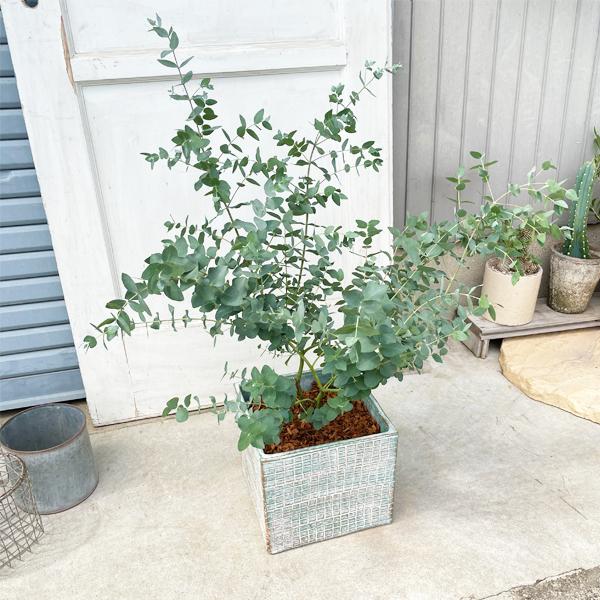 ユーカリ キューブテラコッタ鉢植え 観葉植物 ベランダ テラス バルコニー ハーブ シンボルツリー シルバーリーフ バルコニスト 玄関 送料無料 Yukaricube 観葉植物のパーフェクトグリーン 通販 Yahoo ショッピング
