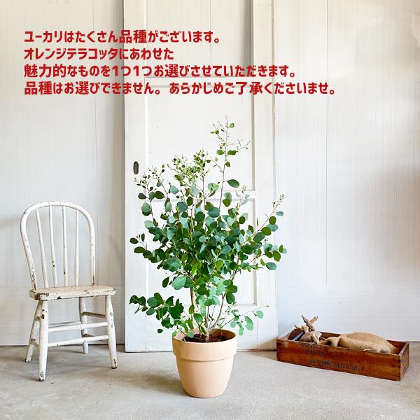 ユーカリ イタリア製テラコッタ鉢植え 時間指定不可 送料無料 ユーカリの木 鉢植え 観葉植物 ハーブ 玄関 テラス ベランダ バルコニー