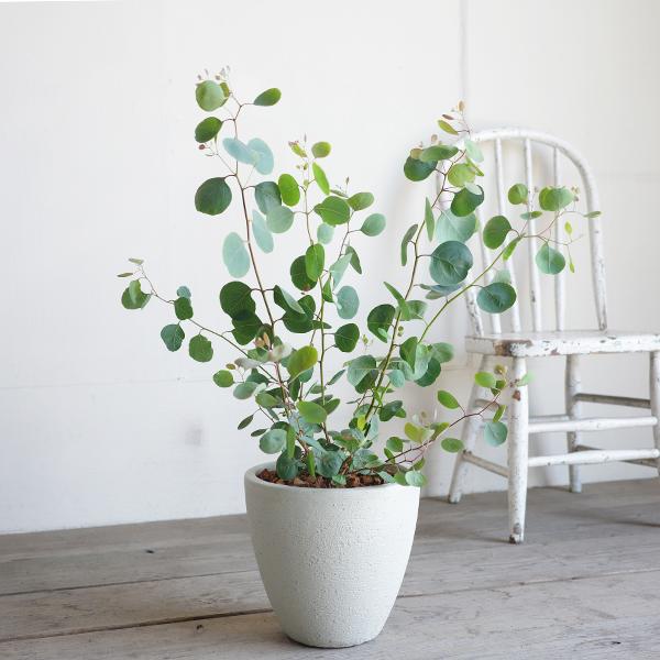 ユーカリ アイボリーテラコッタ鉢植え 送料無料 ユーカリの木 鉢植え