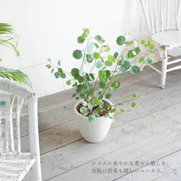 ユーカリ アイボリーテラコッタ鉢植え 送料無料 ユーカリの木 鉢植え