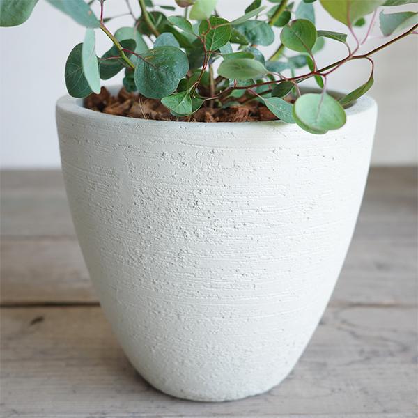 ユーカリ アイボリーテラコッタ鉢植え 送料無料 ユーカリの木 鉢植え