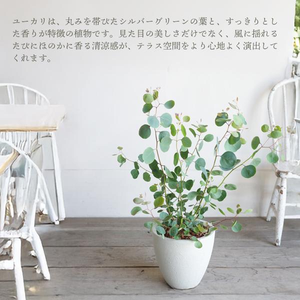 ユーカリ アイボリーテラコッタ鉢植え 送料無料 ユーカリの木 鉢植え