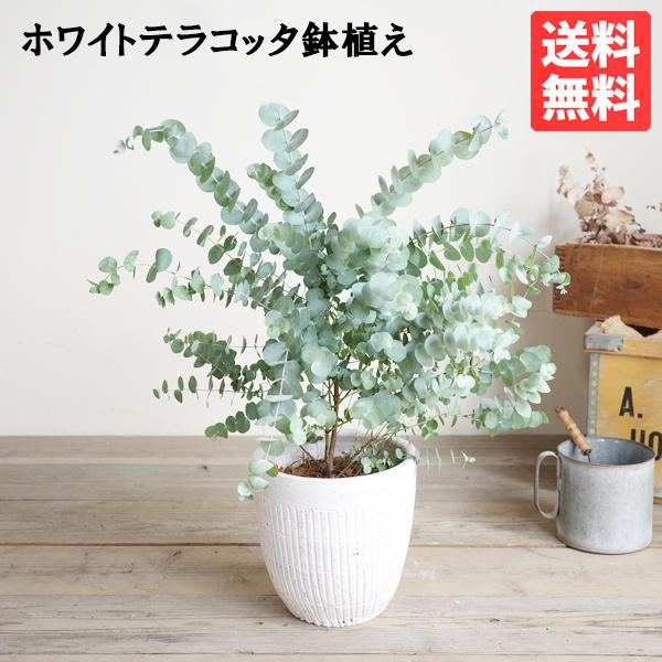 日本産 ユーカリ ホワイトテラコッタ鉢植え ユーカリの木 鉢植え 観葉植物 ベランダ テラス バルコニー ハーブ 玄関 限定価格セール Studiostodulky Cz
