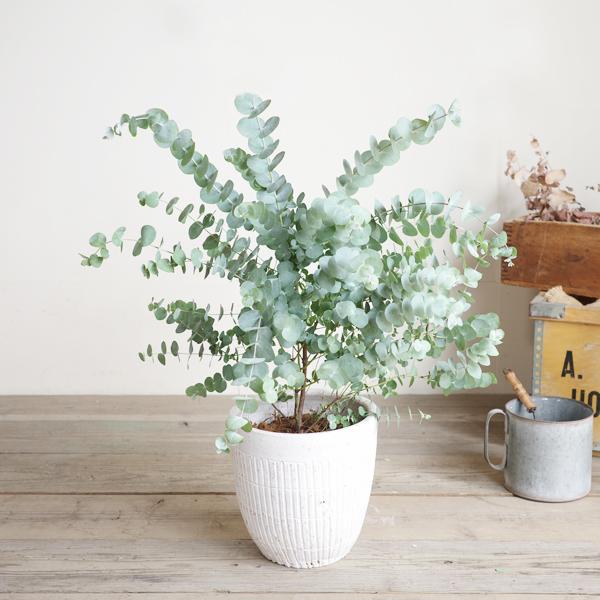 ユーカリ　ポポラス　ホワイトテラコッタ鉢植え　苗 ユーカリ ホワイトテラコッタ鉢植え 送料無料 ユーカリの木 鉢植え