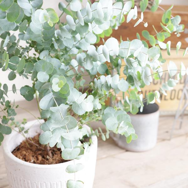 ユーカリ ホワイトテラコッタ鉢植え 送料無料 ユーカリの木 鉢植え