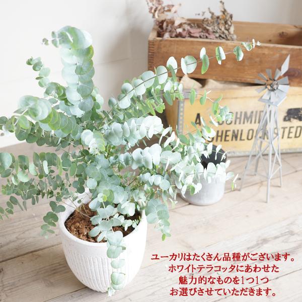 ユーカリ ホワイトテラコッタ鉢植え 送料無料 ユーカリの木 鉢植え