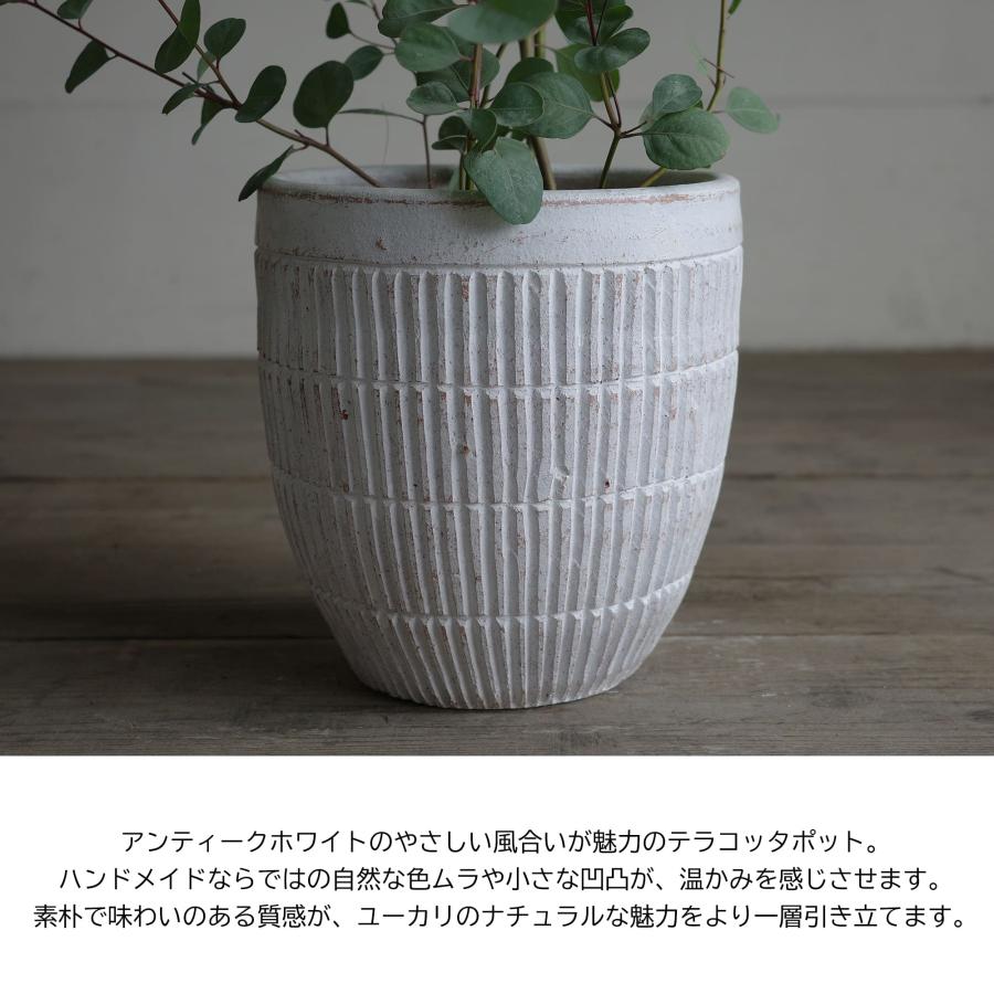 ユーカリ ホワイトテラコッタ鉢植え ポポラス/グニー/銀世界 選べる