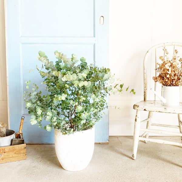 ユーカリ　ポポラス　ホワイトテラコッタ鉢植え　苗 ユーカリ ポポラス ホワイトテラコッタ鉢植え 苗 ユーカリ ポポラス