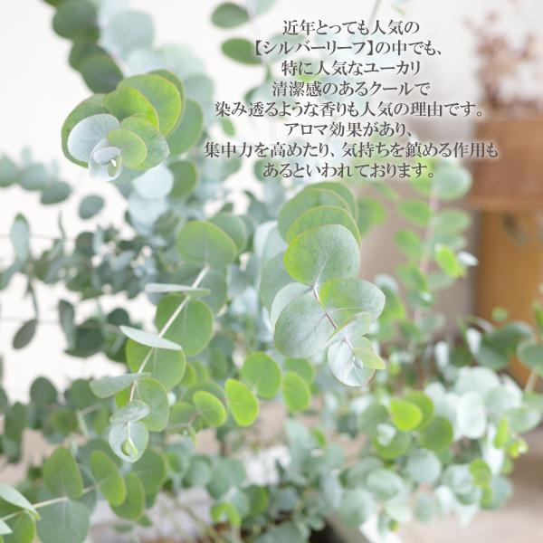 ユーカリ ホワイトテラコッタ鉢植え 送料無料 ユーカリの木 鉢植え