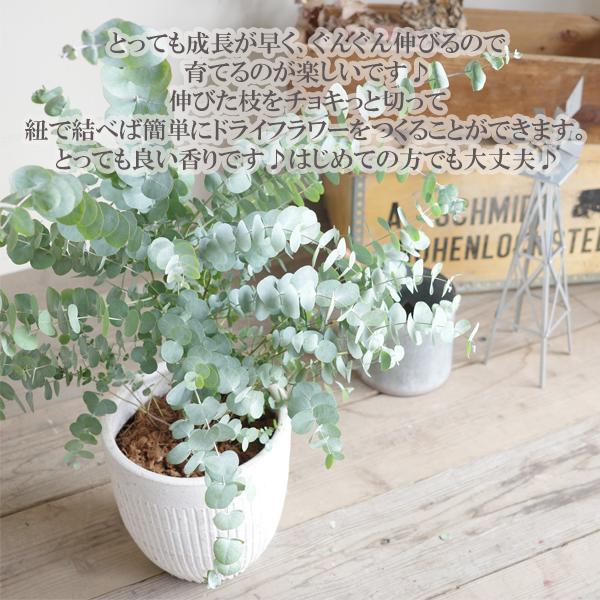 ユーカリ ホワイトテラコッタ鉢植え 送料無料 ユーカリの木 鉢植え