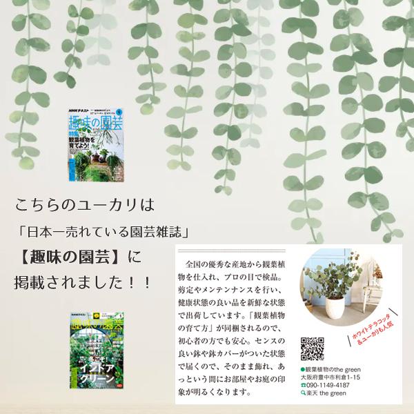 ユーカリ ホワイトテラコッタ鉢植え 送料無料 ユーカリの木 鉢植え