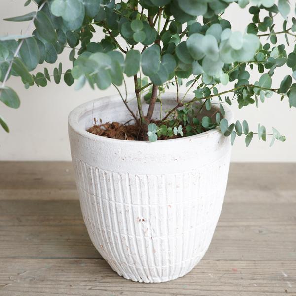 ユーカリ ホワイトテラコッタ鉢植え 送料無料 ユーカリの木 鉢植え