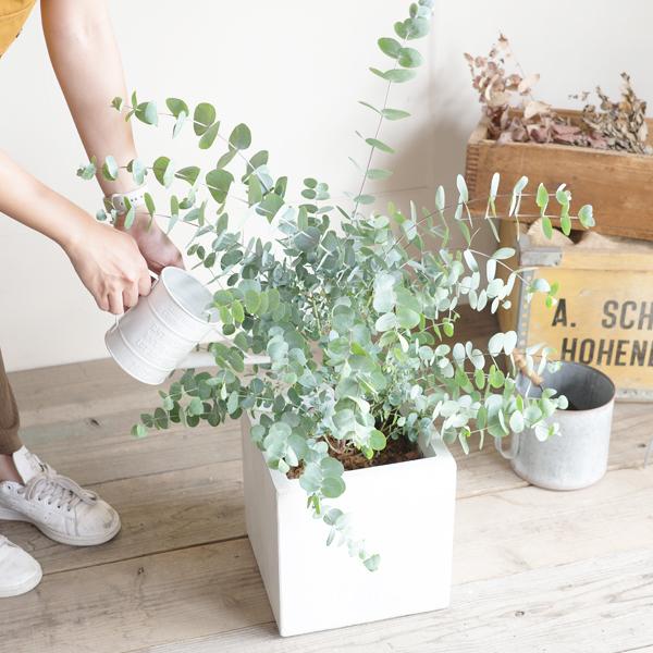 ユーカリ　シルバードロップ　ウサギテラコッタ鉢植え　苗　苗木　ウェルカムツリー ユーカリ シルバードロップ ウサギテラコッタ鉢植え 苗 苗木