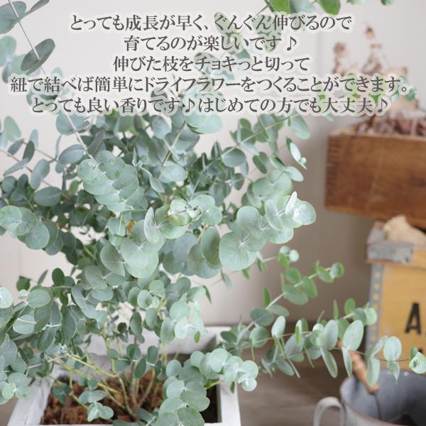 ユーカリポポラス ホワイト陶器鉢植え 苗 シンボルツリー 大きめ