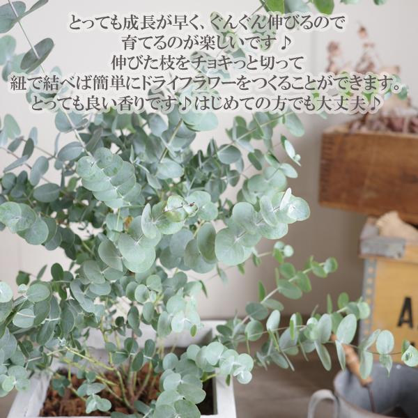 ユーカリ ホワイトキューブ鉢植え 観葉植物 ベランダ テラス バルコニー ハーブ シンボルツリー シルバーリーフ バルコニスト 玄関 送料無料｜pg869｜07