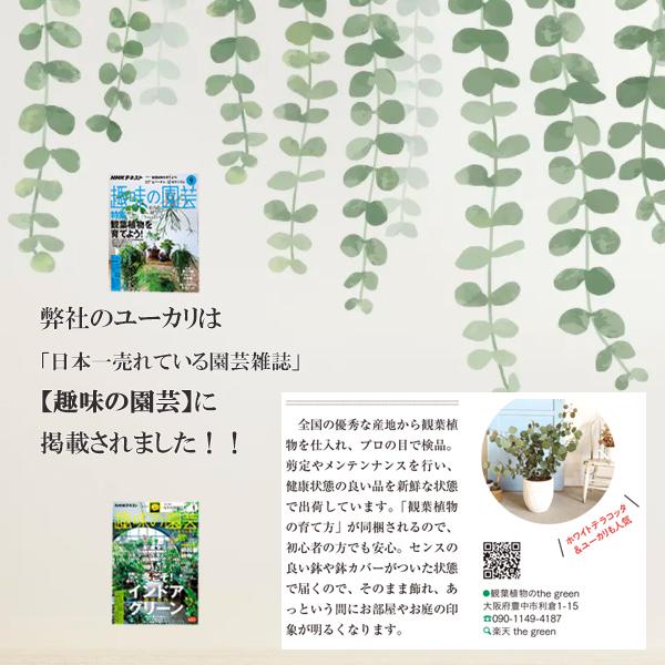 ユーカリ ホワイトキューブ鉢植え 観葉植物 ベランダ テラス