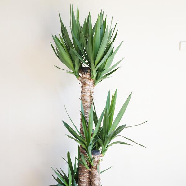 ユッカの木 約3メートル超え 観葉植物 ユッカの木 約3メートル超え 観葉植物 ユッカの木 約3メートル超え