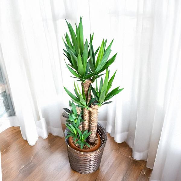 特大 ユッカ 190cm超 多頭 2本仕立て 大型観葉植物 青年の木 手渡し ユッカ 青年の樹 鉢カバー付 観葉植物 送料無料 中型 大型 寒さ