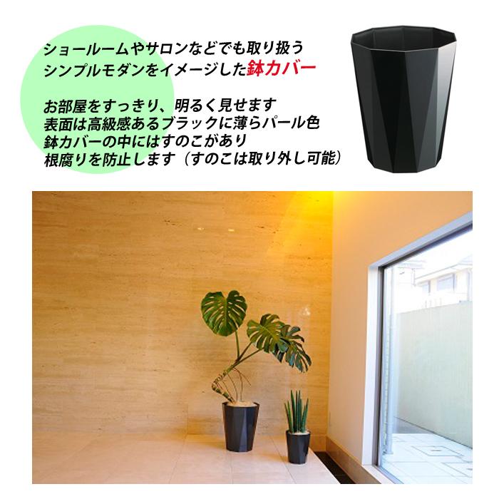 ユッカ 8号 スタイリッシュな黒色鉢カバー付き 寒さに強い 観葉
