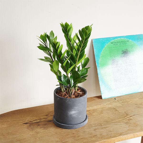 ザミオクルカス ザミフォーリア ブラック セメント鉢植え 観葉植物