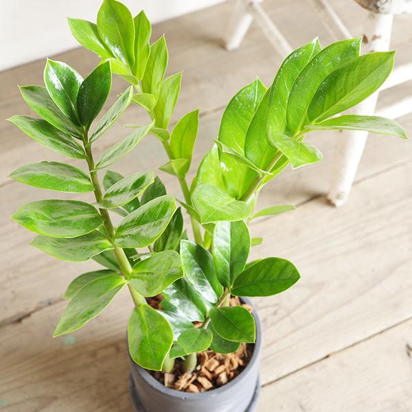 ザミオクルカス ザミフォーリア ブラック セメント鉢植え 観葉植物
