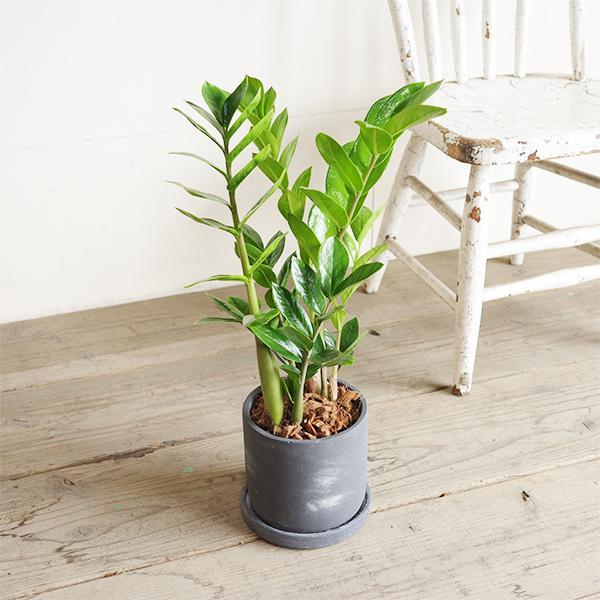 ザミオクルカス ザミフォーリア ブラック セメント鉢植え 観葉植物