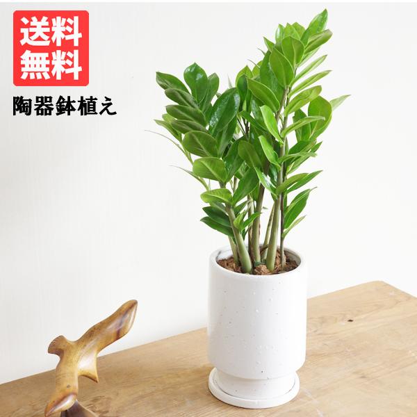 ザミオクルカス ザミフォーリア 白色 丸型 陶器鉢植え 観葉植物 即日出荷 ミニ 中型 お祝い セール 登場から人気沸騰 送料無料