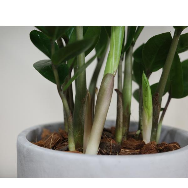 ザミオクルカス ザミフォーリア アッシュグレー セメント鉢植え 観葉