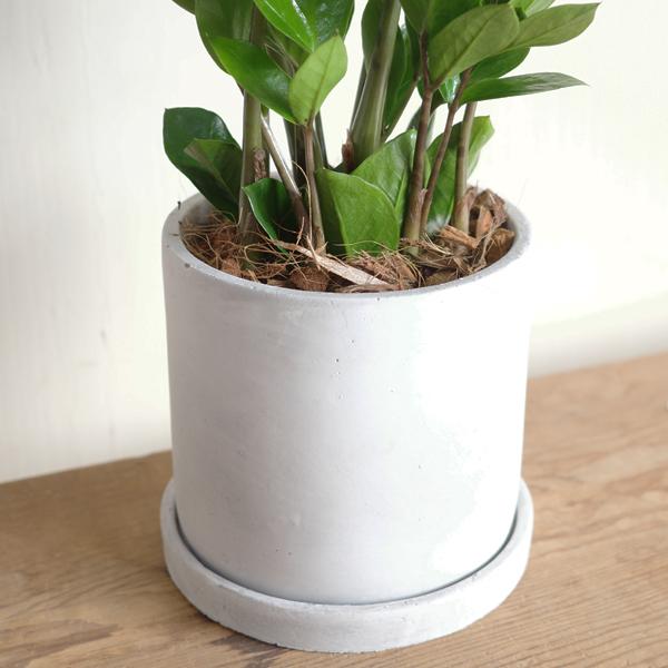 ザミオクルカス ザミフォーリア アッシュグレー セメント鉢植え 観葉