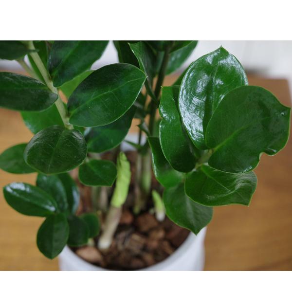 ザミオクルカス ザミフォーリア アッシュグレー セメント鉢植え 観葉