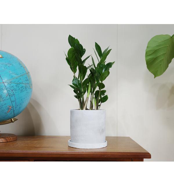 ザミオクルカス ザミフォーリア アッシュグレー セメント鉢植え 観葉