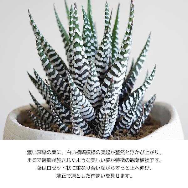 ハオルチア 十二の巻 三つ脚鉢 陶器鉢植え 多肉植物 シマシマゼブラ