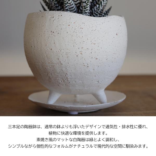 ハオルチア 十二の巻 三つ脚鉢 陶器鉢植え 多肉植物 シマシマゼブラ