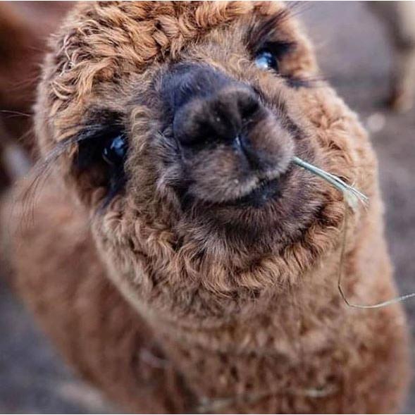 Silkeborg Plaids（シルケボープレード） シルケボー Silkeborg