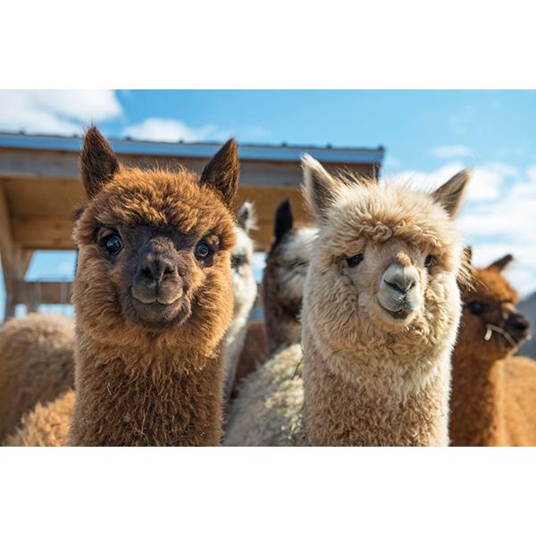 Silkeborg Plaids（シルケボープレード） シルケボー Silkeborg