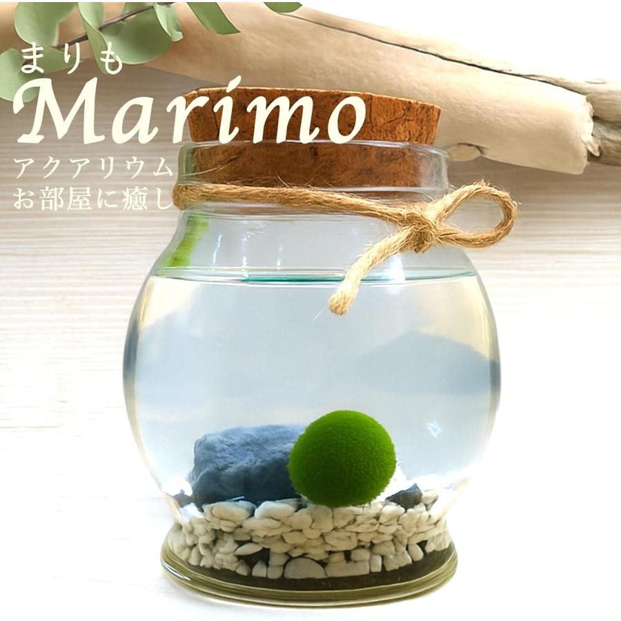 ちっちゃ可愛い コルク瓶まりも 観葉植物 マリモ 養殖 毬藻 水草