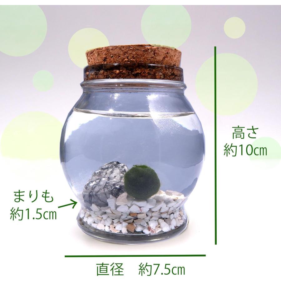 ちっちゃ可愛い コルク瓶まりも 観葉植物 マリモ 養殖 毬藻 水草