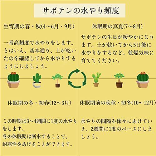 サボテン 4点 セット 1.5号 鉢 約4.7cm×4.7cm×9cm 観葉植物