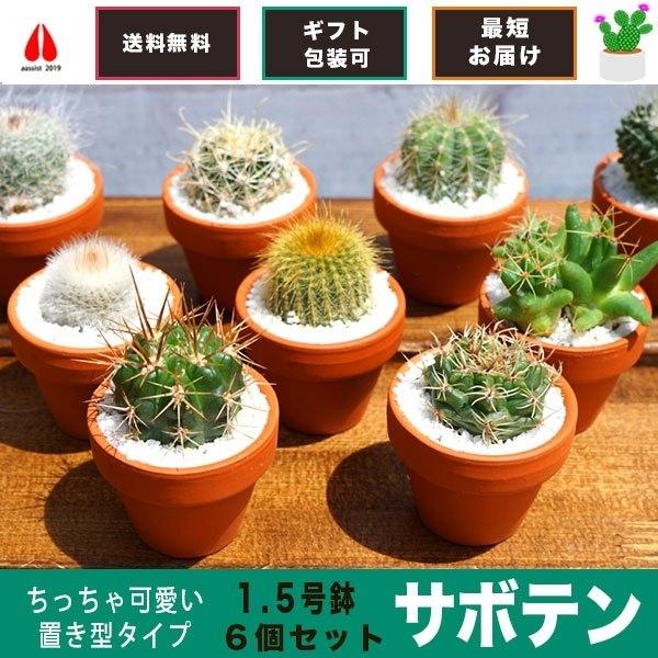 サボテン 6点セット 1.5号鉢 約4.7cm×4.7cm×9cm 観葉植物
