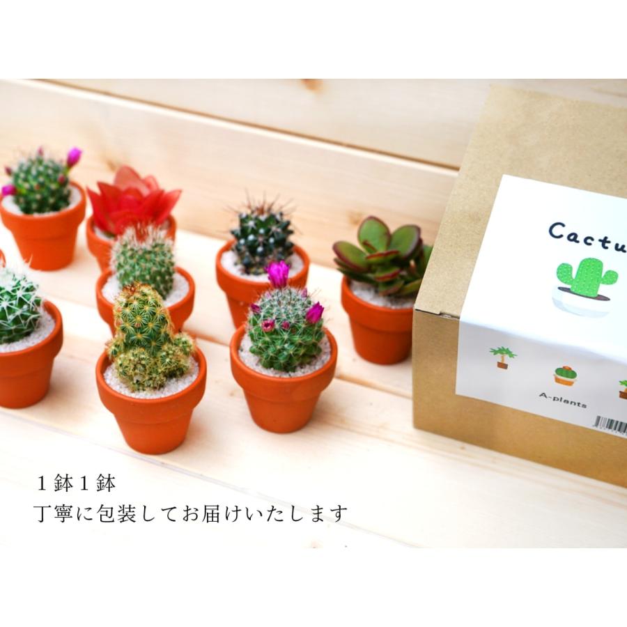 サボテン 6点セット 1.5号鉢 約4.7cm×4.7cm×9cm 観葉植物