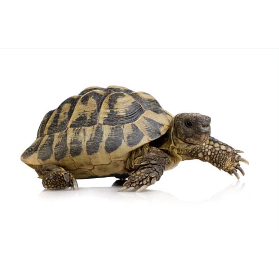 亀 爬虫類 えさ 80g プレミアム 餌 エサ 高タンパク 小粒 ニオイ 汚れ ブロック 水を汚しにくい かめ カメ 天然成分 総合栄養食 水棲ガメ カメのエサ |  | 06