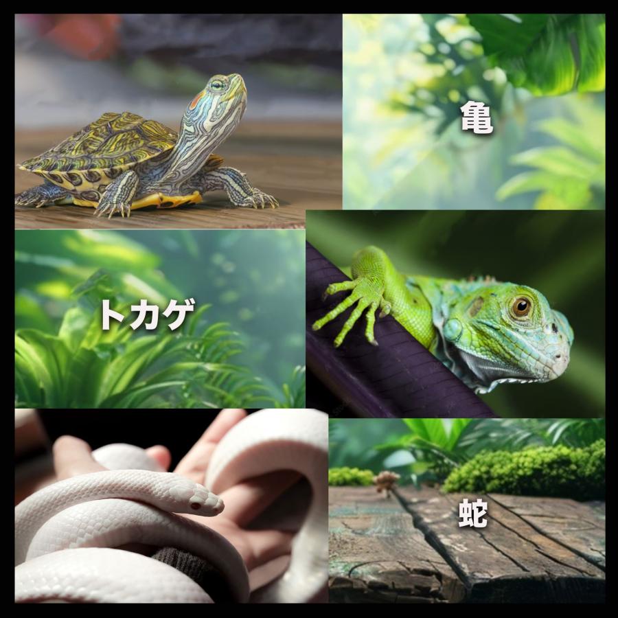 亀 爬虫類 えさ 80g プレミアム 餌 エサ 高タンパク 小粒 ニオイ 汚れ ブロック 水を汚しにくい かめ カメ 天然成分 総合栄養食 水棲ガメ カメのエサ |  | 05